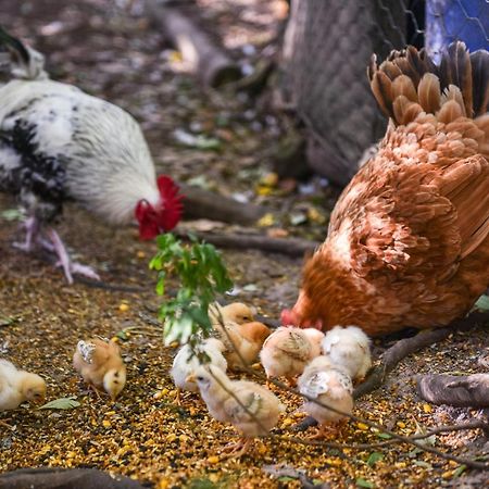 Minimbah Farm Cottages-Family Farmstay- Choose From 2 & 3 Bedroom Cottages And 6 Bedroom Houseカンガルー・バレー エクステリア 写真
